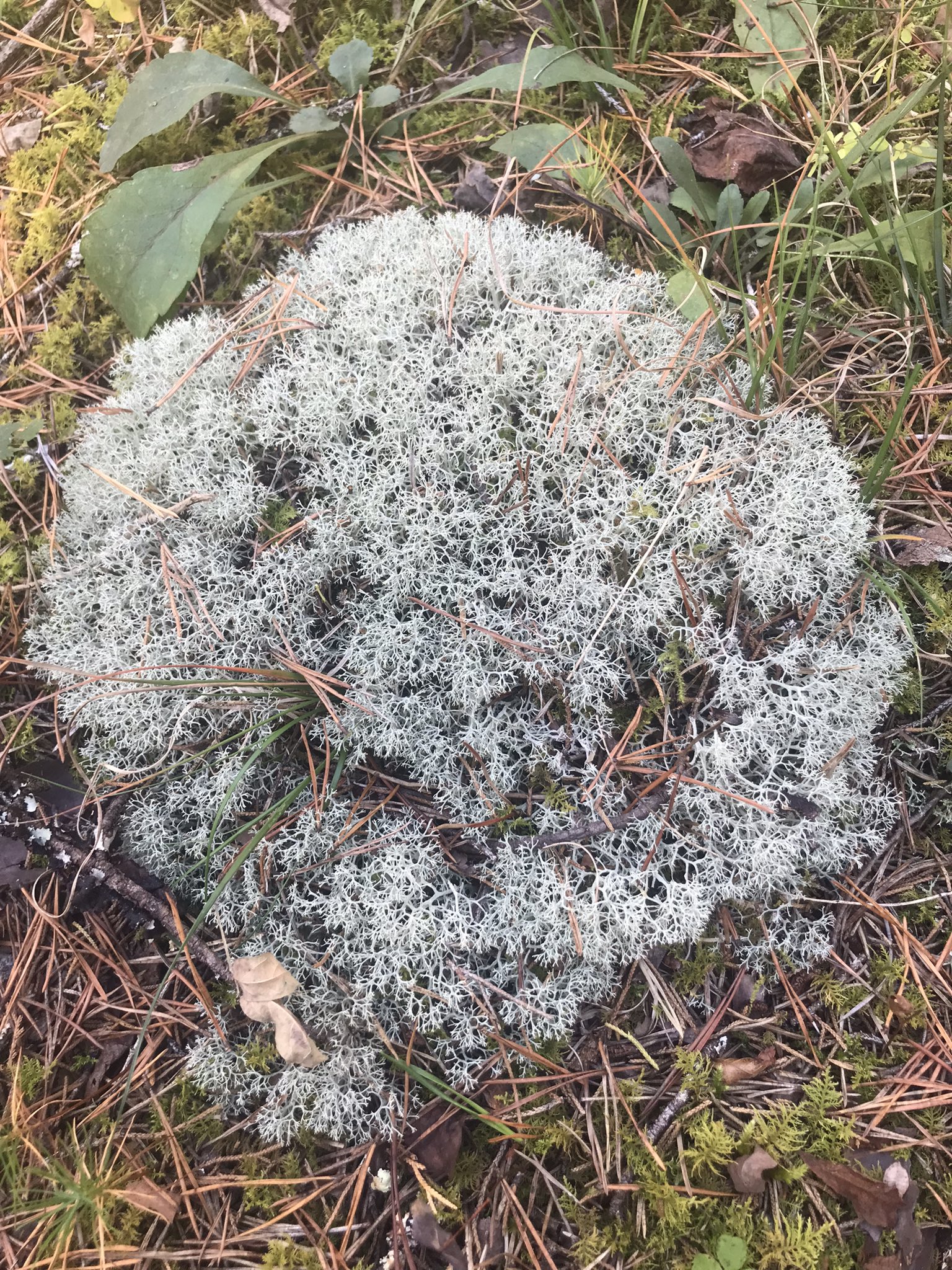 Reindeer Moss - Eat The Weeds and other things, too