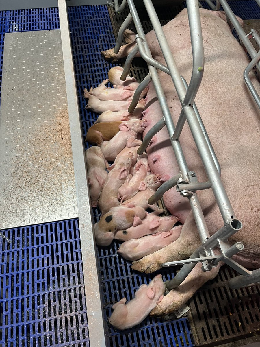 I don’t get into the sow barn near enough but we have a great staff and team in there!!! Took this wet morning to go in and it’s really nice to see calm happy pigs and calm atmosphere!! @OntarioPorkNews @TopigsNorsvin