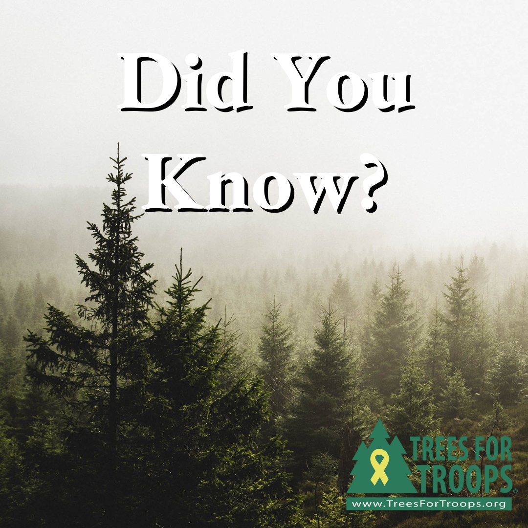Trees4Troops's tweet image. 🧐 #TreeFacts: Your Christmas tree is an eco-hero! 🌲 It can absorb up to 48 pounds of CO2 each year. Let&apos;s hear it for green holidays! 🌎🎅
#ChristmasSpiritFoundation #TreesForTroops