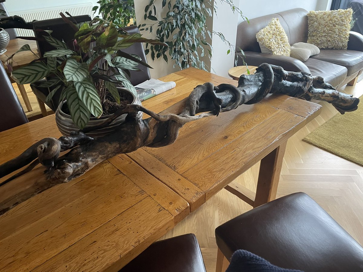 Another find from this morning a beautiful piece of drift wood @Marsden_Marie59 has gone for a dog walk wonder what she will think when she sees this drying out on the dining room table 🤣