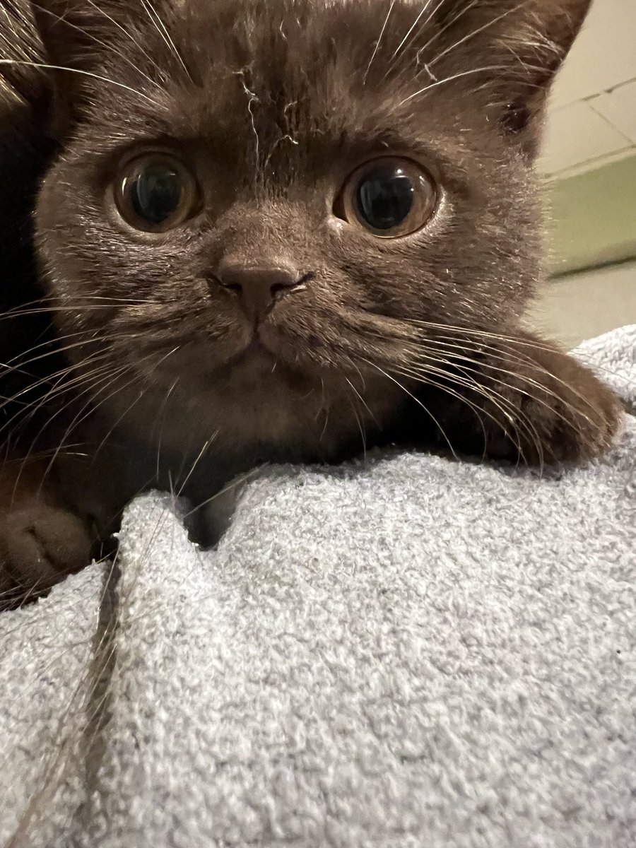 ChesnoidGaming's tweet photo. Guess who turns 1 today π #TeamRolo https://t.co/GR9zXrMTKY