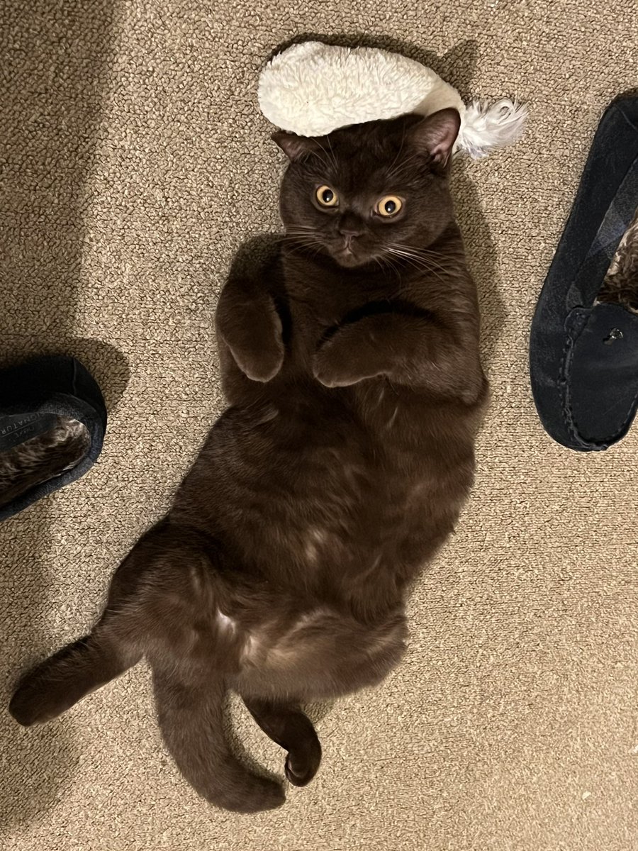 ChesnoidGaming's tweet photo. Guess who turns 1 today π #TeamRolo https://t.co/GR9zXrMTKY