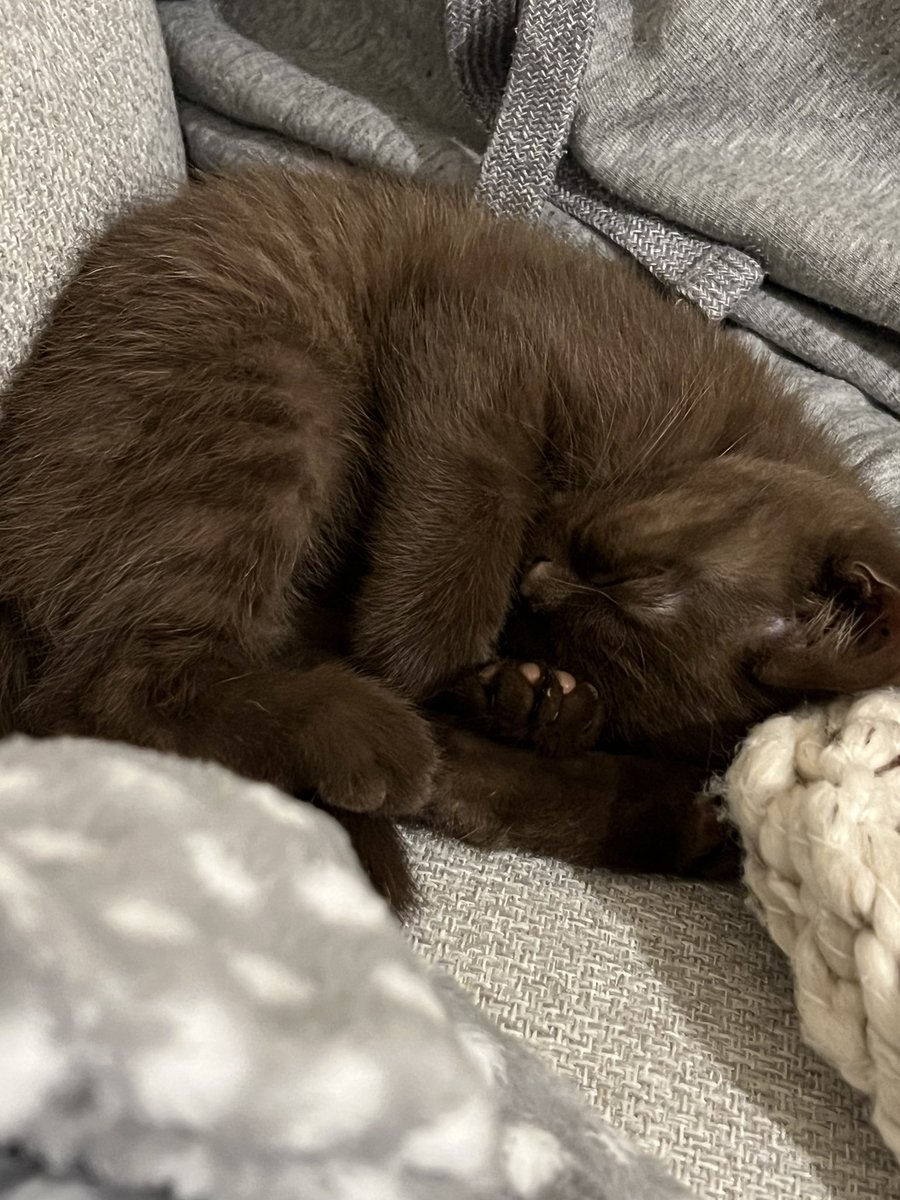 ChesnoidGaming's tweet photo. Guess who turns 1 today π #TeamRolo https://t.co/GR9zXrMTKY