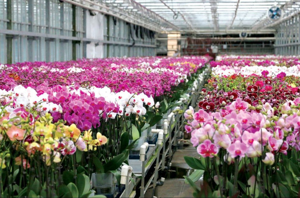 GardinAgritech's tweet photo. How can growers optimise #orchid growing with chlorophyll fluorescence? 

https://t.co/tGXRF1x8MY

Our Lead Data Scientist reveals the secrets of optimising CAM plant #photosynthesis 

#Plants #PlantScience #Botany #Horticulture #Agritech #sensortechnology #sustainableagriculture https://t.co/RiUtvs2BtJ