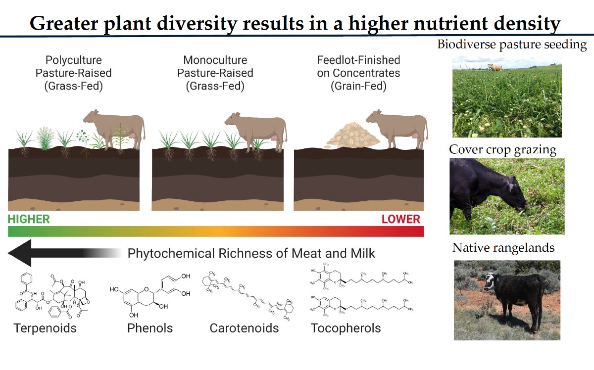 Grass-fed beef is often marketed with the claim that it is a healthier choice for the consumer, the animal, and the ecosystem.

While this claim often holds true, it is an oversimplification.

The nutritional quality of beef is most influenced by the botanical diversity of the
