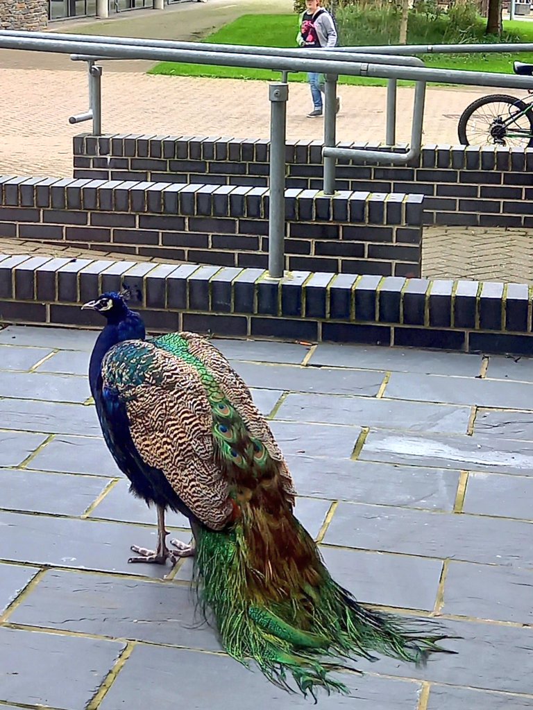 BangorBioZoo's tweet photo. First in line for #openday on Sunday @BangorUni. Join us! https://t.co/MfWIepmSoq