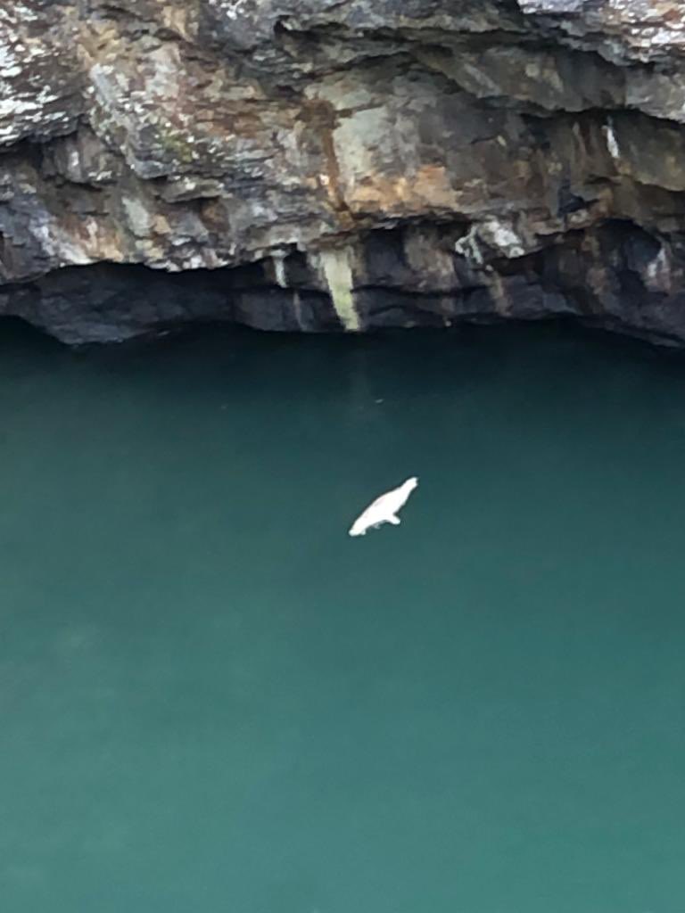 Paul Davies, announced on October 24 that he had secured a commitment from the First Minister to explore the possibility of enacting legislation to shield seals from disturbance during their crucial pupping season. Davies, who recently visited Ceibwr Bay with concerned residents.