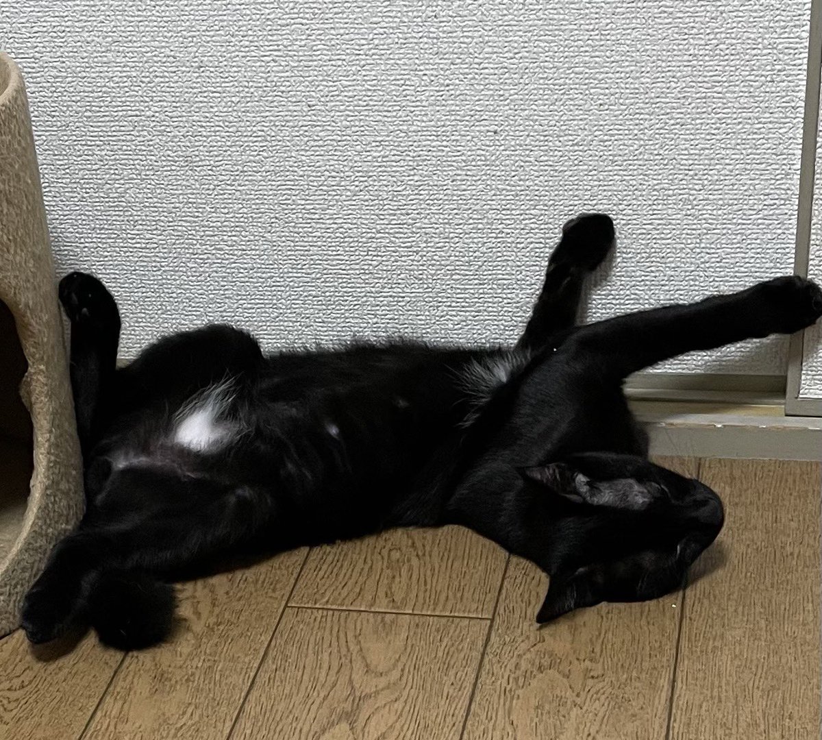Ryousuke_tanaka's tweet photo. #いえねこ写真部

保護由来はセンターだったり野良ちゃんだったり元飼い猫だったり https://t.co/GBfHKyLogW