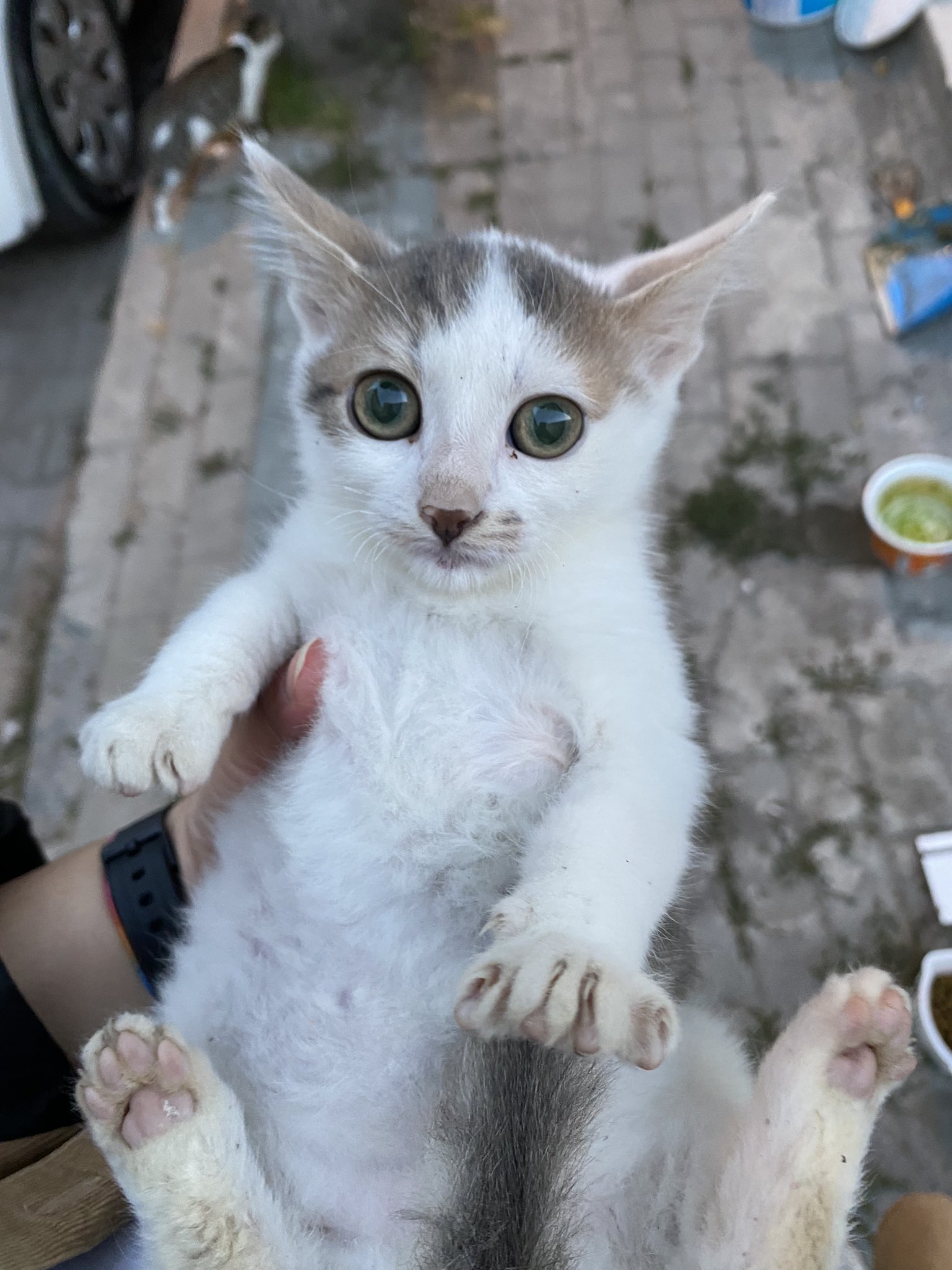 2 pic. bu maki bebek kedi yavrularının arasına karışmış kendini kedi diye yutturmaya çalışıyor https://t.co/WJ4SqE7gWd