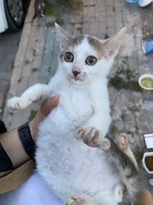 bu maki bebek kedi yavrularının arasına karışmış kendini kedi diye yutturmaya &ccedil;alışıyor https://t.co<a href="/tag/yeniprofilresmi"class="tags"><span>#yeniprofilresmi</span></a>