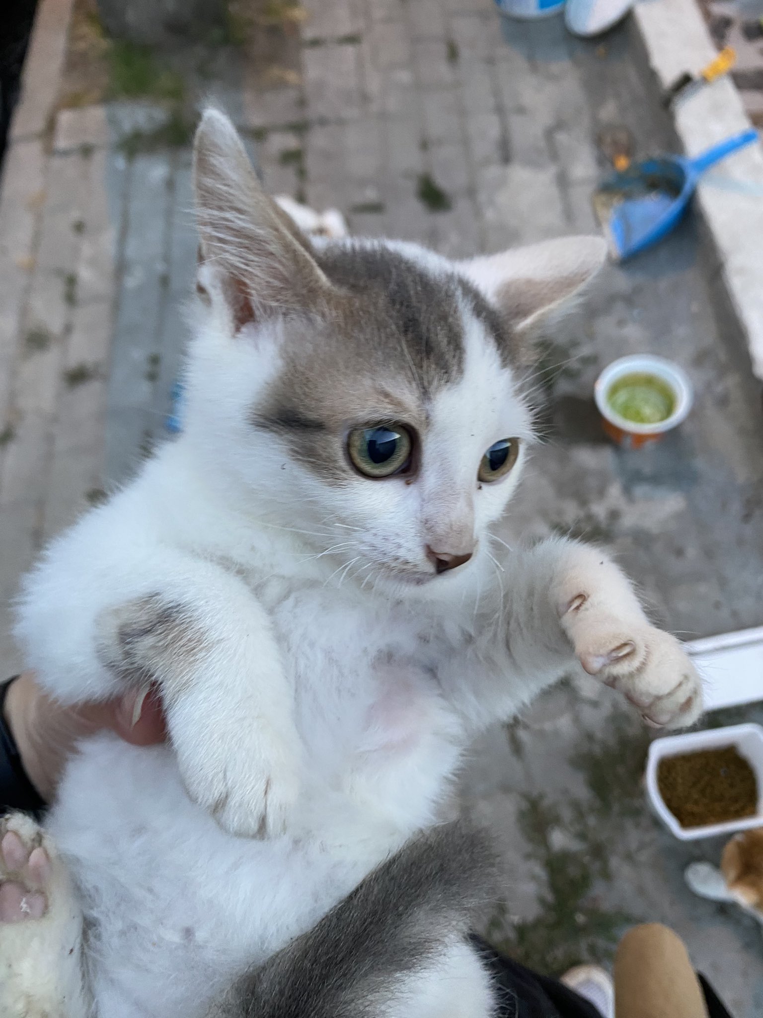 3 pic. bu maki bebek kedi yavrularının arasına karışmış kendini kedi diye yutturmaya çalışıyor https://t.co/WJ4SqE7gWd