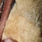 MichiganDNR's tweet photo. It's #IdentiFriday and we'd like to know if you can guess the species shown in this (blurry) close up!
What do you think it is? 🤔
We'll let you know the answer later today. https://t.co/eutecl0dOv