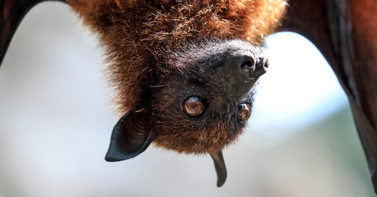 FoAorg's tweet photo. In honor of #NationalBatWeek, we're highlighting the fact that it's not easy being a bat in our society! Check out our blog which dispels some common myths about these creatures +discusses what we can do to make their lives a little bit easier. https://t.co/7HrxKBNSmQ https://t.co/nTXLU4CUaI