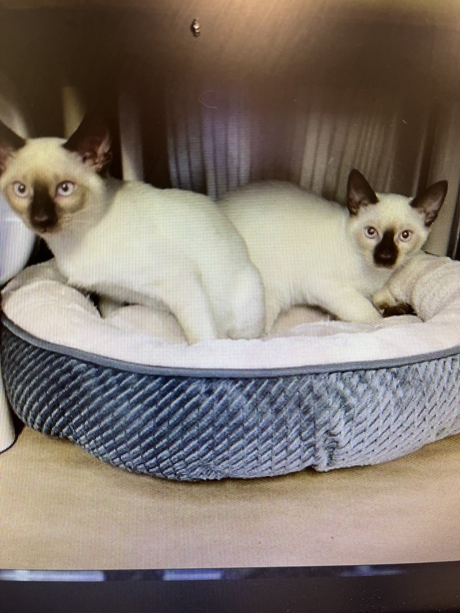 Up for adoption today! 416-338-6271
Both boys, 15 weeks old, already neutered! 
toronto.ca/animalservices