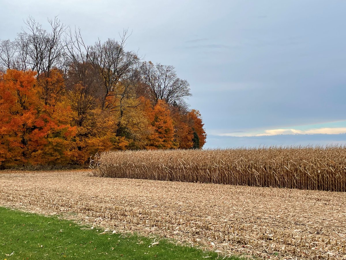 Such a fall scene on my bike ride yesterday ...