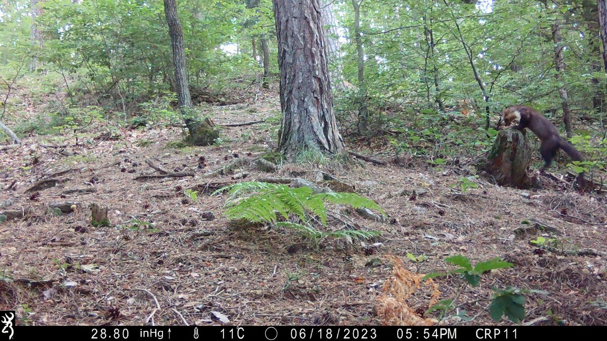 MolecularEcolUP's tweet image. In the hunting ground 🌲🌳🌳🌲🌳 Oljka in Šmartno ob Paki we took 📸 interesting photos in the same location within the #EOW, #StepChange and #CRP projects beech marten (𝘔𝘢𝘳𝘵𝘦𝘴 𝘧𝘰𝘪𝘯𝘢) and pine marten (𝘔𝘢𝘳𝘵𝘦𝘴 𝘮𝘢𝘳𝘵𝘦𝘴).🐾

#marten #mammals #cameratrap #srnapp