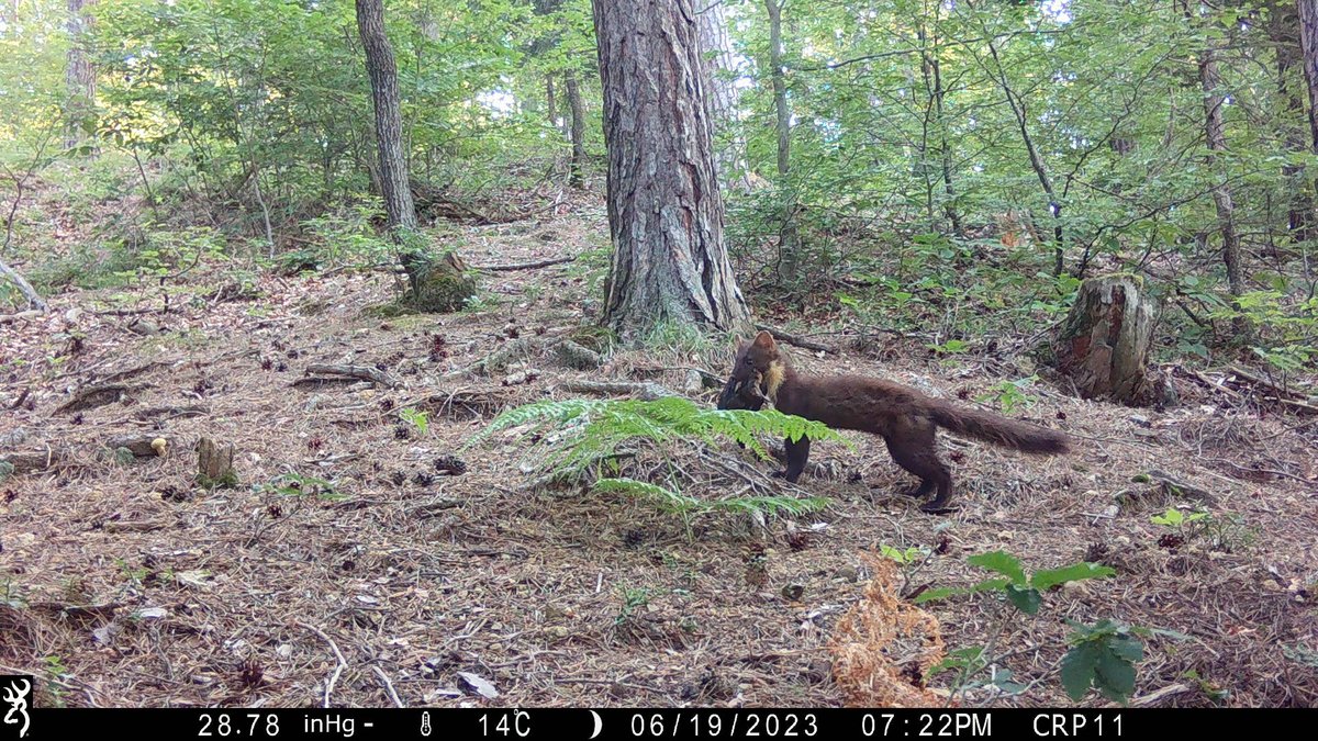 MolecularEcolUP's tweet image. In the hunting ground 🌲🌳🌳🌲🌳 Oljka in Šmartno ob Paki we took 📸 interesting photos in the same location within the #EOW, #StepChange and #CRP projects beech marten (𝘔𝘢𝘳𝘵𝘦𝘴 𝘧𝘰𝘪𝘯𝘢) and pine marten (𝘔𝘢𝘳𝘵𝘦𝘴 𝘮𝘢𝘳𝘵𝘦𝘴).🐾

#marten #mammals #cameratrap #srnapp