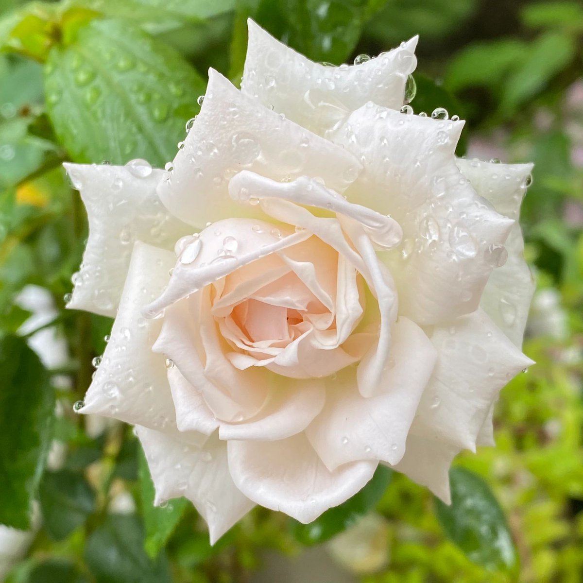 cA A beautiful day begins in the morning, even if it is raining, keep smiling!