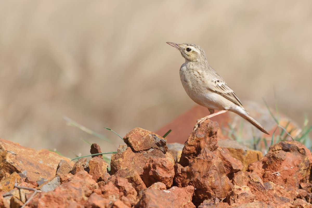 ShivaJmc12's tweet image. The #paddyfieldpipit (Anthus rufulus) is a medium-sized passerine bird that lives in tropical southern Asia. It&apos;s also known as the Oriental pipit.

@pargaien @UKNikon #indiaves @Natures_Voice #ThePhotoHour #BBCWildlifePOTD @AnimalPlanet @DiscoverKorea_ @WildlifeMag @NikonUSA…