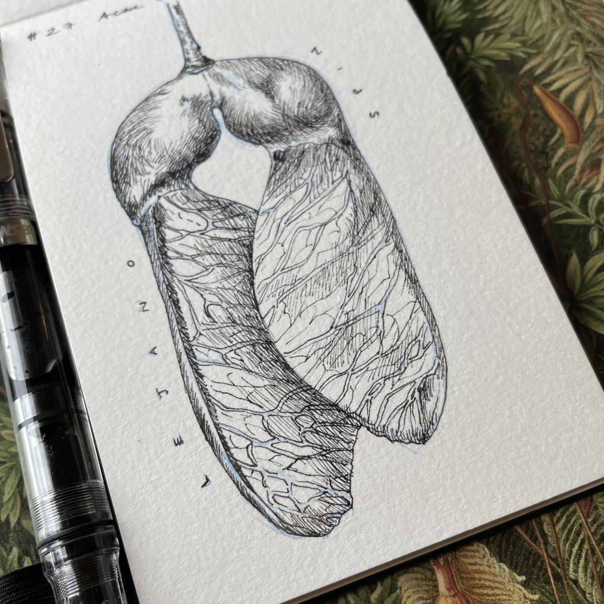 Lucia_Antunes's tweet photo. Day 27 // #Lejano + #Spin // #Acermonspessulanum

Two combined #inktober prompts!

@illustraciencia + @GNSIorg 
 
#scienceart #Sciart #Sciartober #Illustraink23 #illustraciencia #inktober #natureillustration #Far #spin #Mable #seed #mapleseed #samarafruit #helicopter #wingedfruit https://t.co/ld18vrEckV