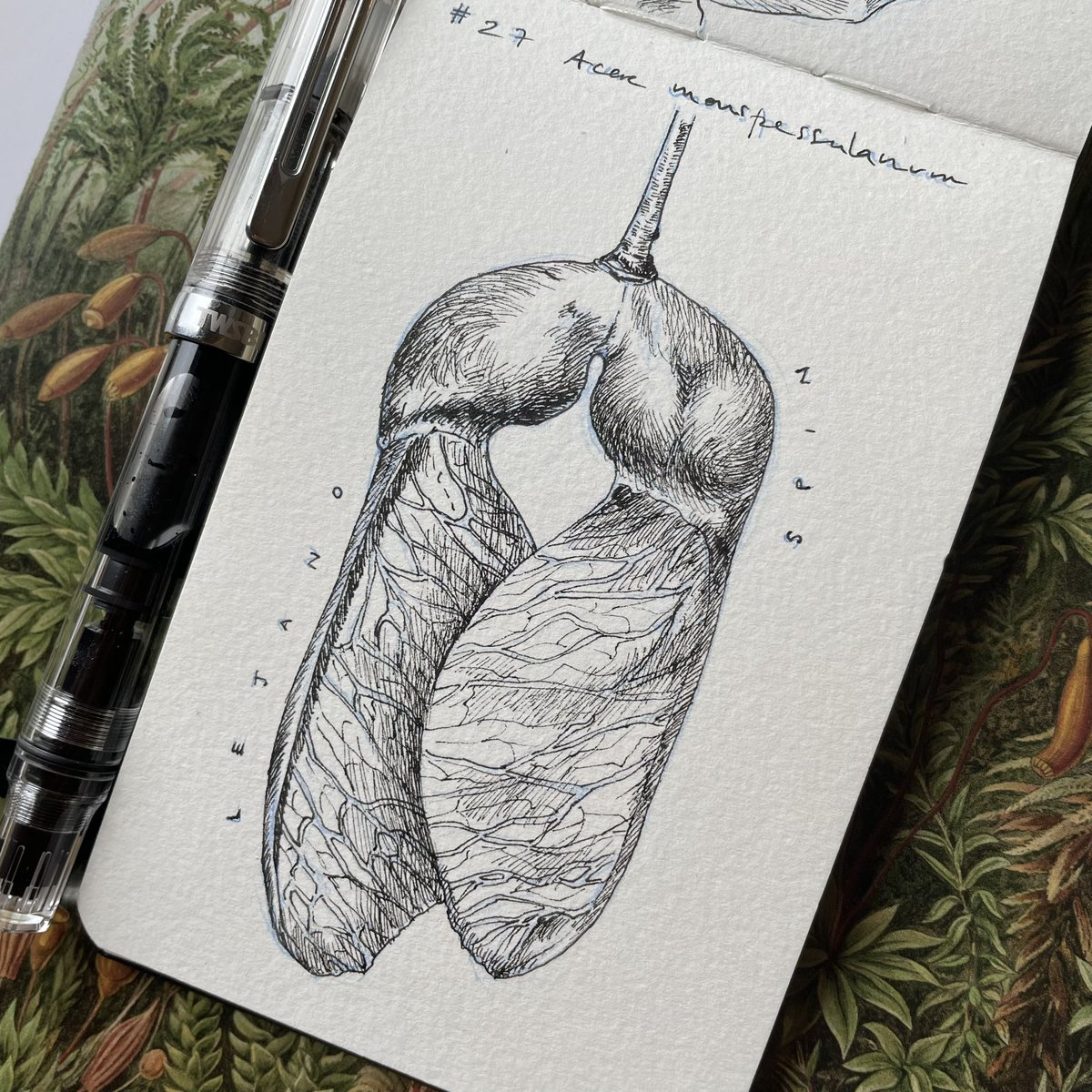 Lucia_Antunes's tweet photo. Day 27 // #Lejano + #Spin // #Acermonspessulanum

Two combined #inktober prompts!

@illustraciencia + @GNSIorg 
 
#scienceart #Sciart #Sciartober #Illustraink23 #illustraciencia #inktober #natureillustration #Far #spin #Mable #seed #mapleseed #samarafruit #helicopter #wingedfruit https://t.co/ld18vrEckV