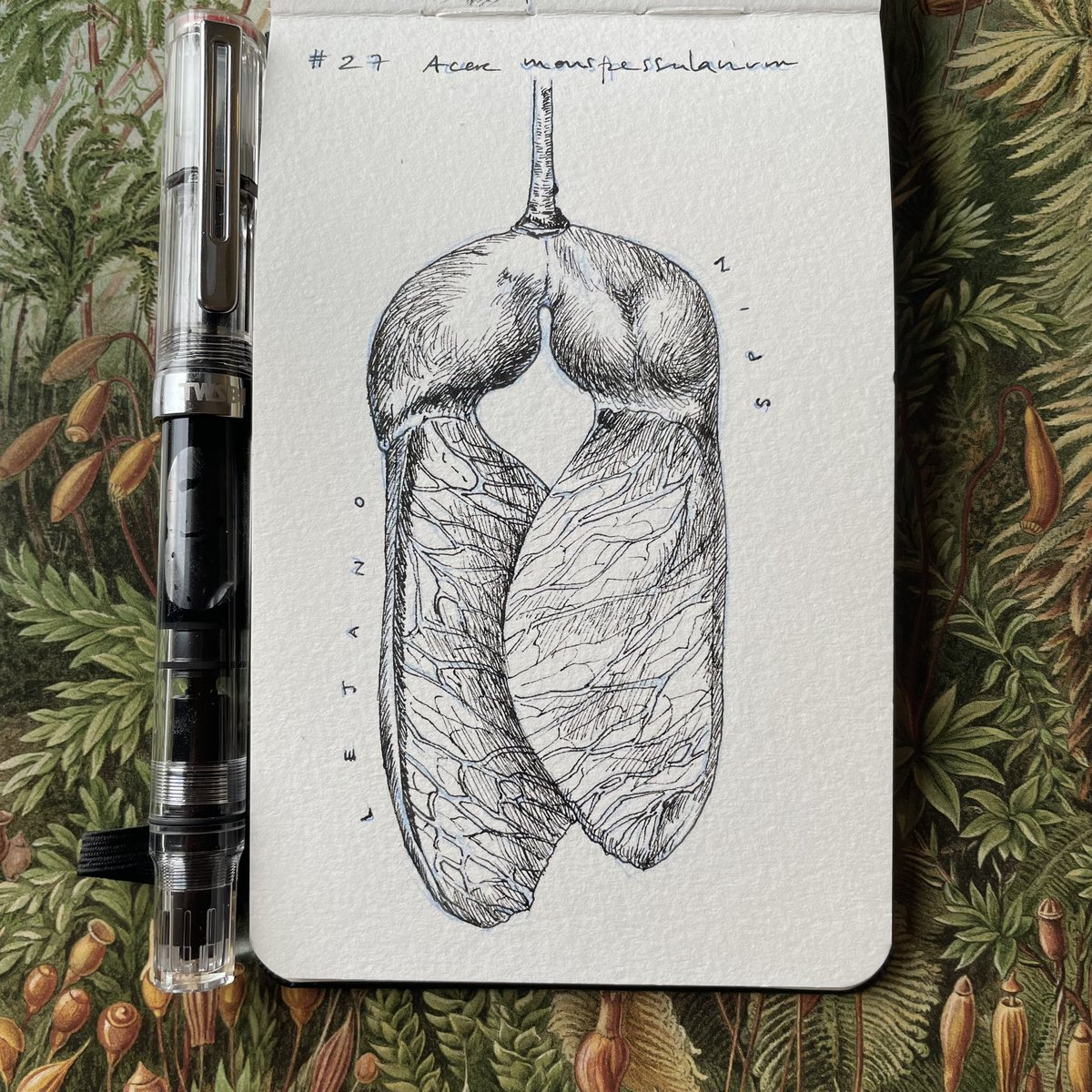 Lucia_Antunes's tweet photo. Day 27 // #Lejano + #Spin // #Acermonspessulanum

Two combined #inktober prompts!

@illustraciencia + @GNSIorg 
 
#scienceart #Sciart #Sciartober #Illustraink23 #illustraciencia #inktober #natureillustration #Far #spin #Mable #seed #mapleseed #samarafruit #helicopter #wingedfruit https://t.co/ld18vrEckV
