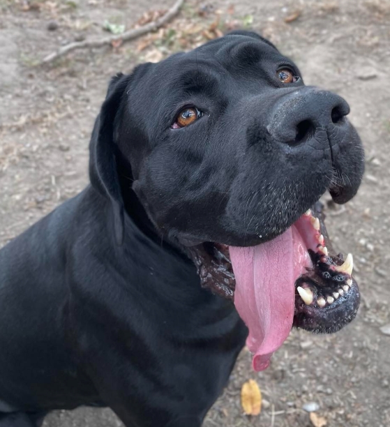MissingTarn81's tweet photo. 27.10.23 A adopter
 #chien #Tarn Chenil ACPA de Castres. https://t.co/jR0YZUPF0O