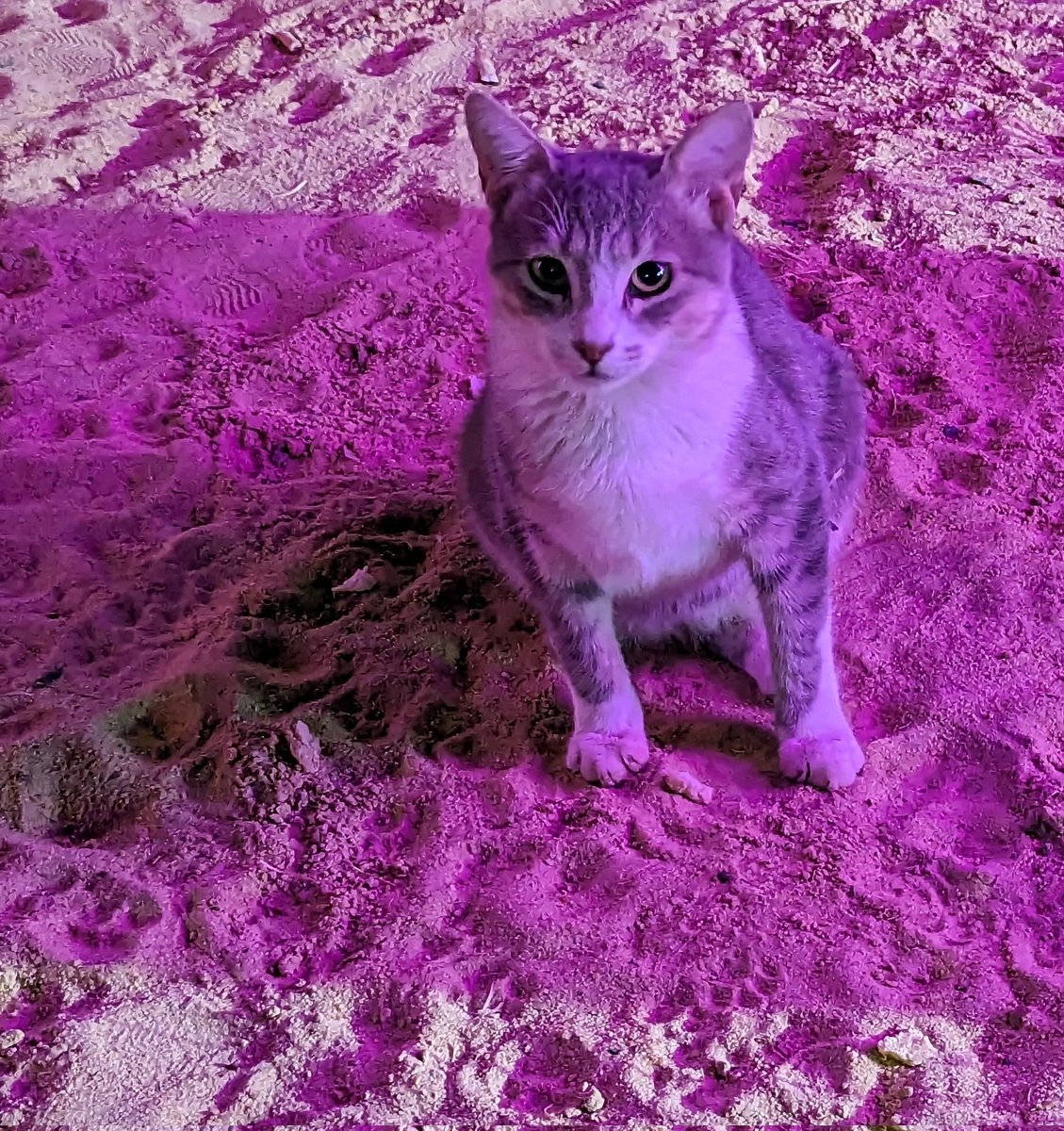 @grajohnt@chaos.social 🪨 tweet media