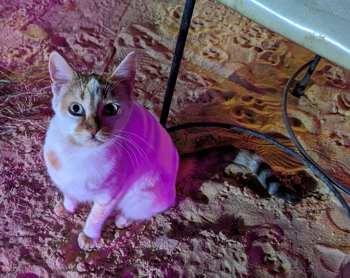 @grajohnt@chaos.social 🪨 tweet media