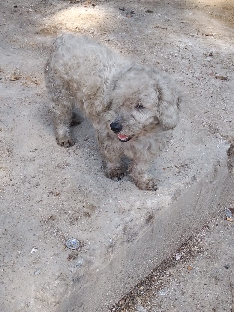 yaracalcagno's tweet image. Difundo. Este perrit@ sigue en la calle está cerca de gramoven,catia me pueden ayudar a difundir por favor para ver si fue que se le perdió a la familia o l@ botaron 💔4122140999