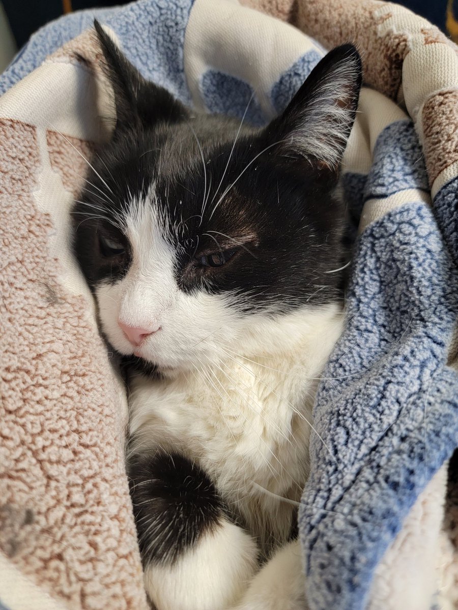 lisadewza's tweet photo. Today has been an awful day, but at least she's not in pain and can rest now. ❤️ Goodbye, Slugger https://t.co/wPty37UHxB
