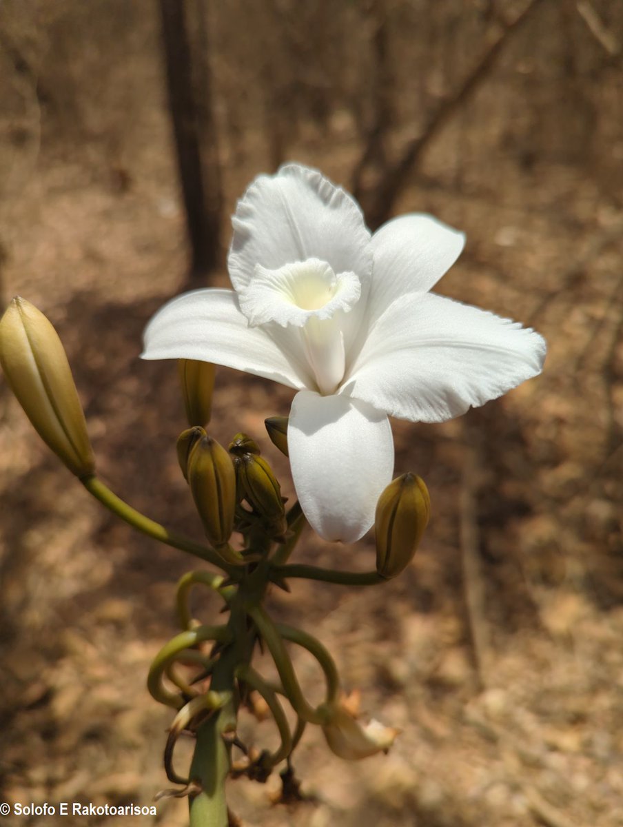 #Vanilla bosseri #Orchidaceae we found bloomming during our visit to #Menabe N of #Morondava Western #Madagascar