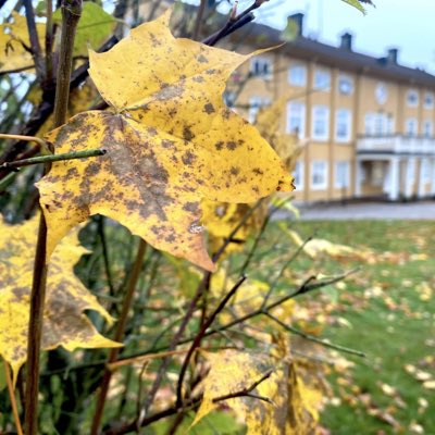 malmkoping's tweet photo. #NewProfilePic https://t.co/2FnaN6Ay9X