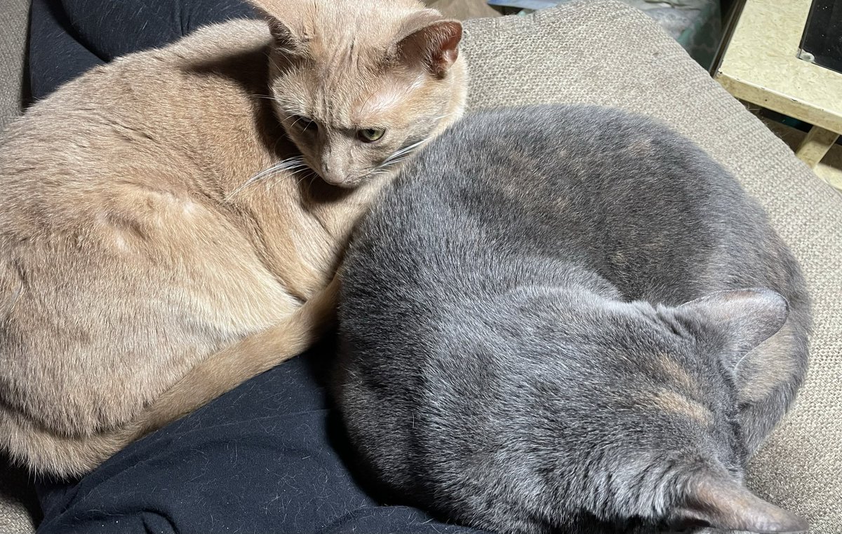 Susan Rumans tweet media