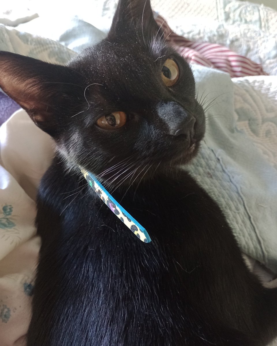 MajoQuiroga's tweet photo. #FelizDiaDelGatoNegro
#BatiCat #IntenseCat #NaughtyCat https://t.co/5JBE2Sh7p7
