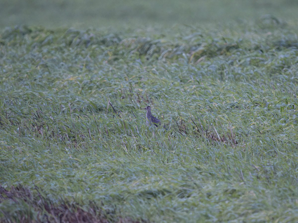 A day off work today gave me the chance to finally head down to Cornwall and try to connect with the Upland Sandpiper. Decent early views despite the morning gloom, but then moved and stayed in the centre of the field. Great bird to see. #UplandSandpiper #Cornwall