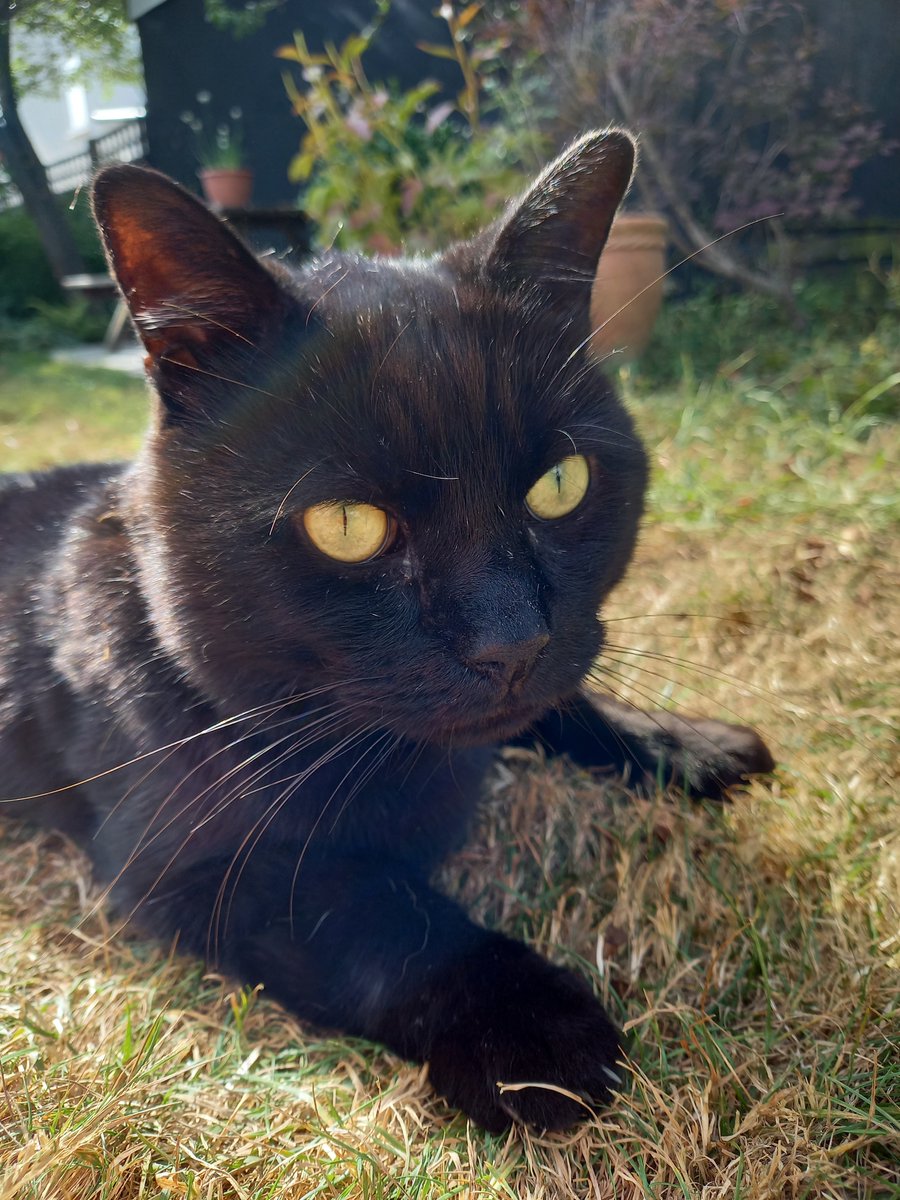 krystynamcgrath's tweet photo. @CatsProtection Handsome Mungo from Cats Protection Canvey 😇 https://t.co/nmBfAZLT6s