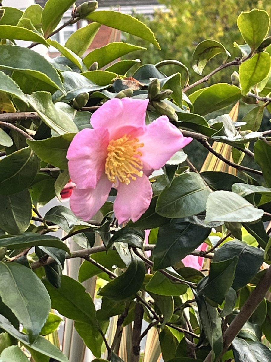 Camellia Plantation Pink in the front garden today.