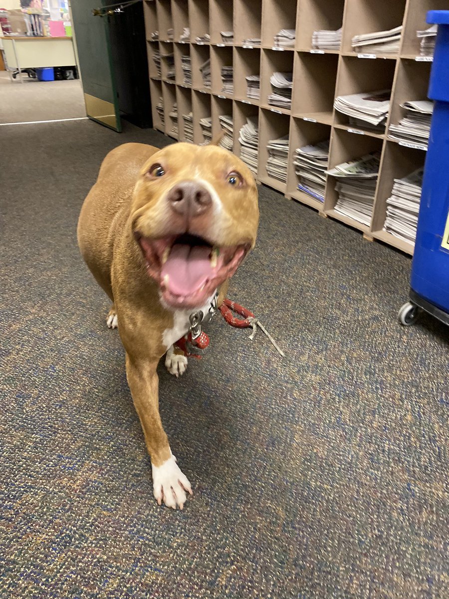 Happy newsroom visitor today: Meet Pogi. This pup is featured in today’s Inseide Dope column in the Enterprise.