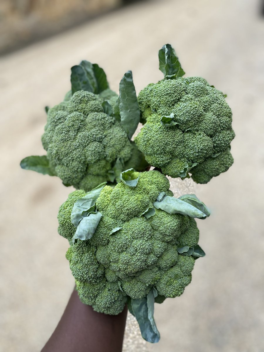 thebajanfarmer's tweet image. Cauliflower or Broccoli ? 
#TheBajanFarmer