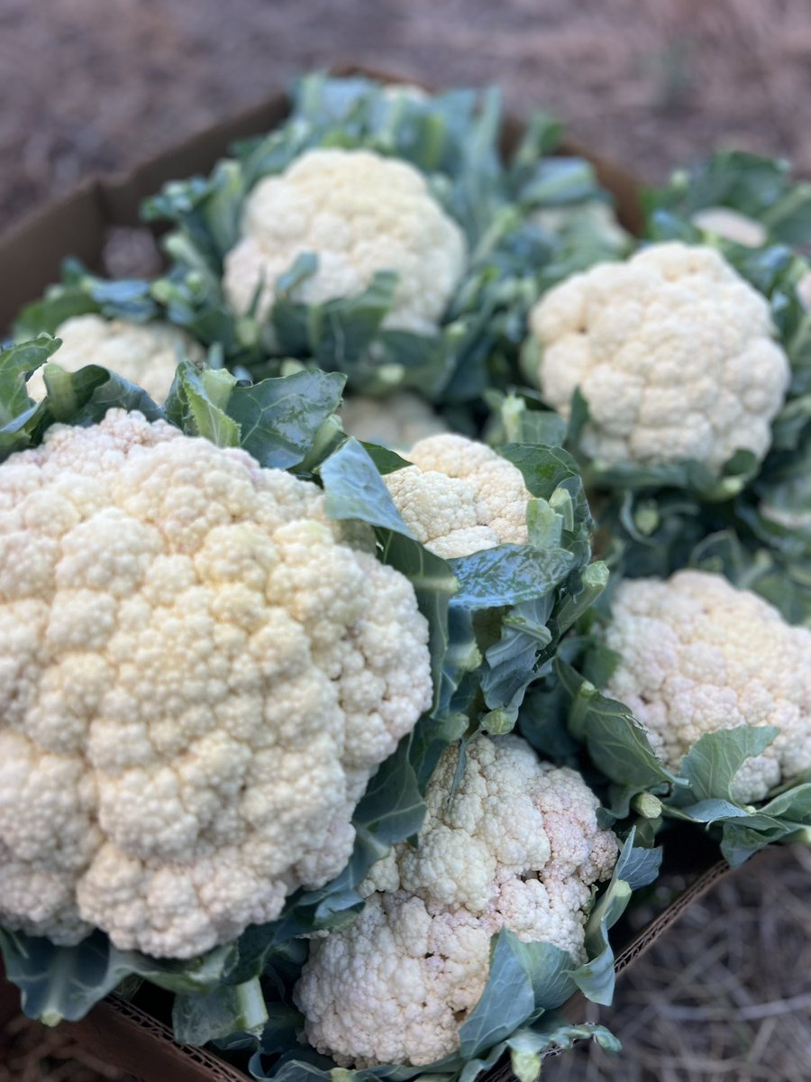 thebajanfarmer's tweet image. Cauliflower or Broccoli ? 
#TheBajanFarmer