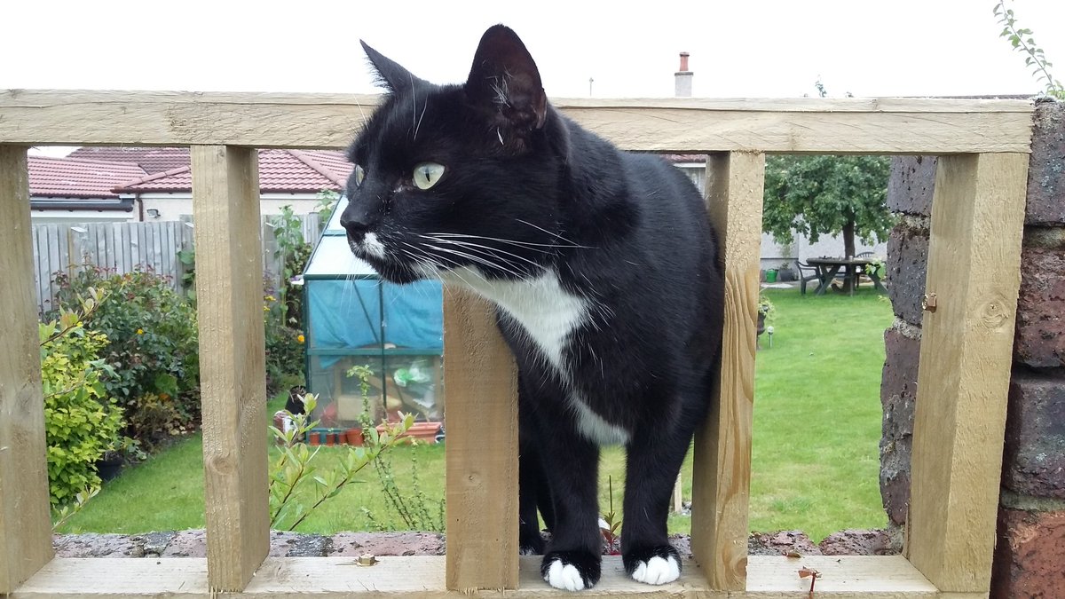stuffedbadger's tweet photo. @CatsProtection Our overlord, Sir Sydney Hoverpaws. https://t.co/xTHEtty0YU