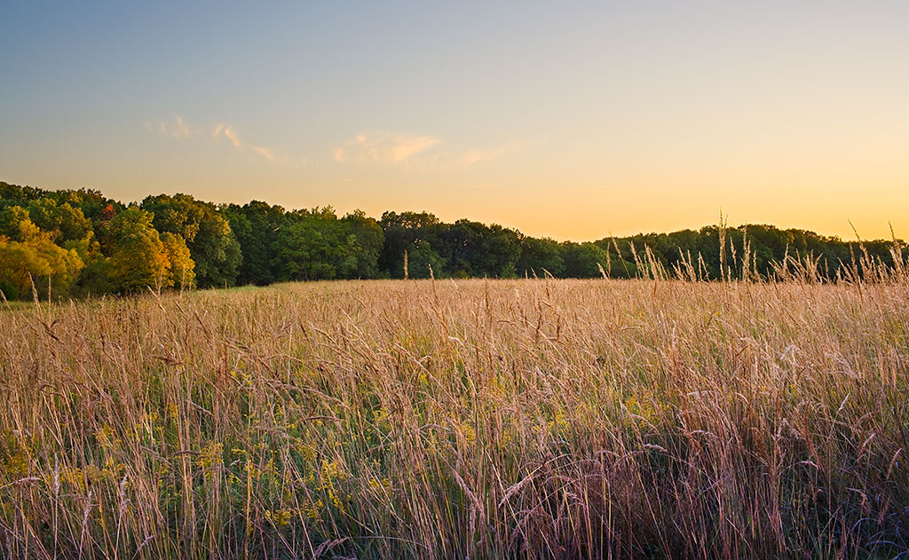 HenryDomke's tweet photo. Indigo Prairie Sunset
Lorna and I caught some magical light on a late day walk last week.

Indigo Prairie is a 10-minute walk from the Prairie Garden Trust (PGT) visitor center.

https://t.co/zj6nGtVDAp

#fallcolor #praire #landscape #nature #naturephotography #ArtForHealing #HealthcareDesign #fineartphotography #evidencedbasedart #wallart #healingart #artwork #interiordesign #photography #art #henrydomke #artinhospitals #hdfa #pgt