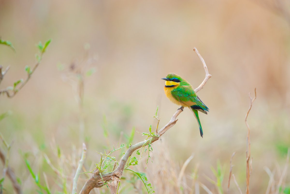 Am not a birder and I know nothing about birds but every time am in the wild I can't resist taking a shot of these great creatures. I photographed this little Bee Eater in Queen Elizabeth National Park during the morning game drive. @AbiaBirder I need to join you.
