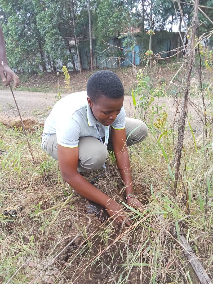 talktosave254's tweet photo. The climax of #cleancookingweek2023 was a tree planting exercise at the Nakuru county GK Prison. which was spearhead by the CEO Environment and climate Change Mr. Kenedy, The director Madam, Grace Karanja, and CCAK chair Mr. Daniel Wanjohi @CleanCookingKe @NakuruCountyGov https://t.co/d9UG3caMgR
