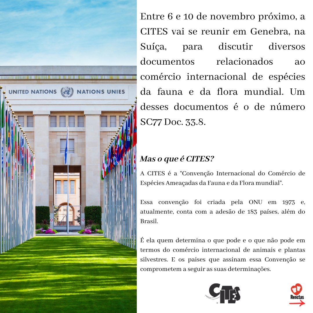RENCTAS's tweet photo. Entenda o que está acontecendo com a Ararinha -azul e a Arara-azul-de-lear! VOCÊ PRECISA SABER!
#renctas #oglobo #tráficodeanimais #extinção #cites #spixii #lear #araras #ararinhaazul #araradelear #actp #icmbio #mma #ibama #mpf https://t.co/Yrdju3GBu4