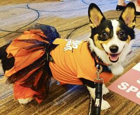 Before you go all-out costuming your pet for Halloween, make sure they enjoy it, too. news.vin.com/VINNews.aspx?a…