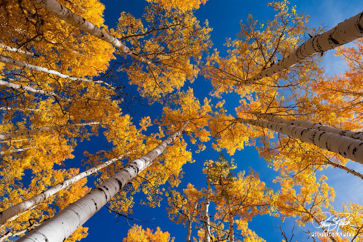 perryralph's tweet image. #lowangle. Looking up. A low angle and a fall  photo in one. The yellow of the fall aspen trees and the bluebird sky is a nice Colorado combination #aspentree #fallorado #colorado #fallcolors
