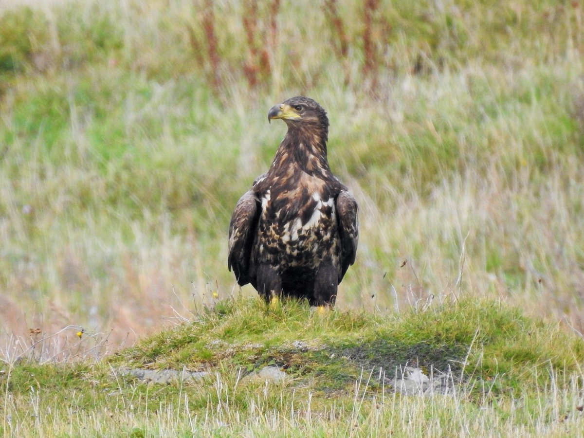 Immature White-tailed Eagle perusing the menu at Eoligarry yesterday. It eventually chose the Greylag...