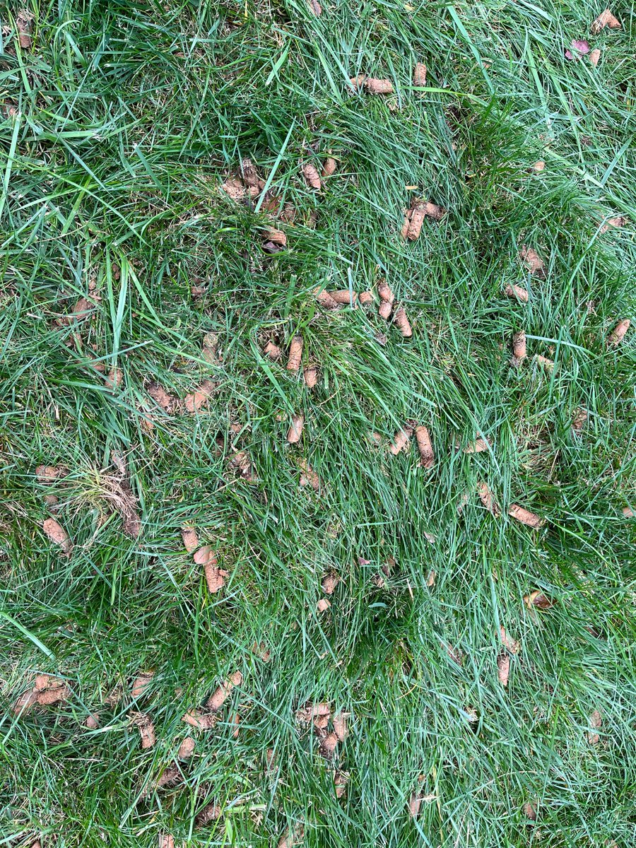 Just wrapped up aeration and seeding, now onto round 9!